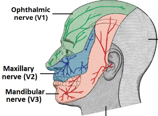 A medical diagram showing the three branches of the trigeminal nerve on a profile view of a head: ophthalmic nerve (V1) in green, maxillary nerve (V2) in blue, and mandibular nerve (V3) in red, each labeled and covering their respective facial regions.