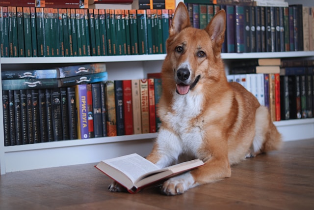 A corgi sits attentively on a wooden floor with an open book between its paws, positioned in front of floor-to-ceiling bookshelves filled with volumes. The dog's warm, engaged expression and the vast library behind it capture the contrast between eager learning and the overwhelming volume of available knowledge.